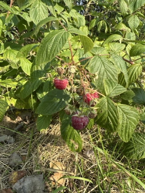 Frambozen