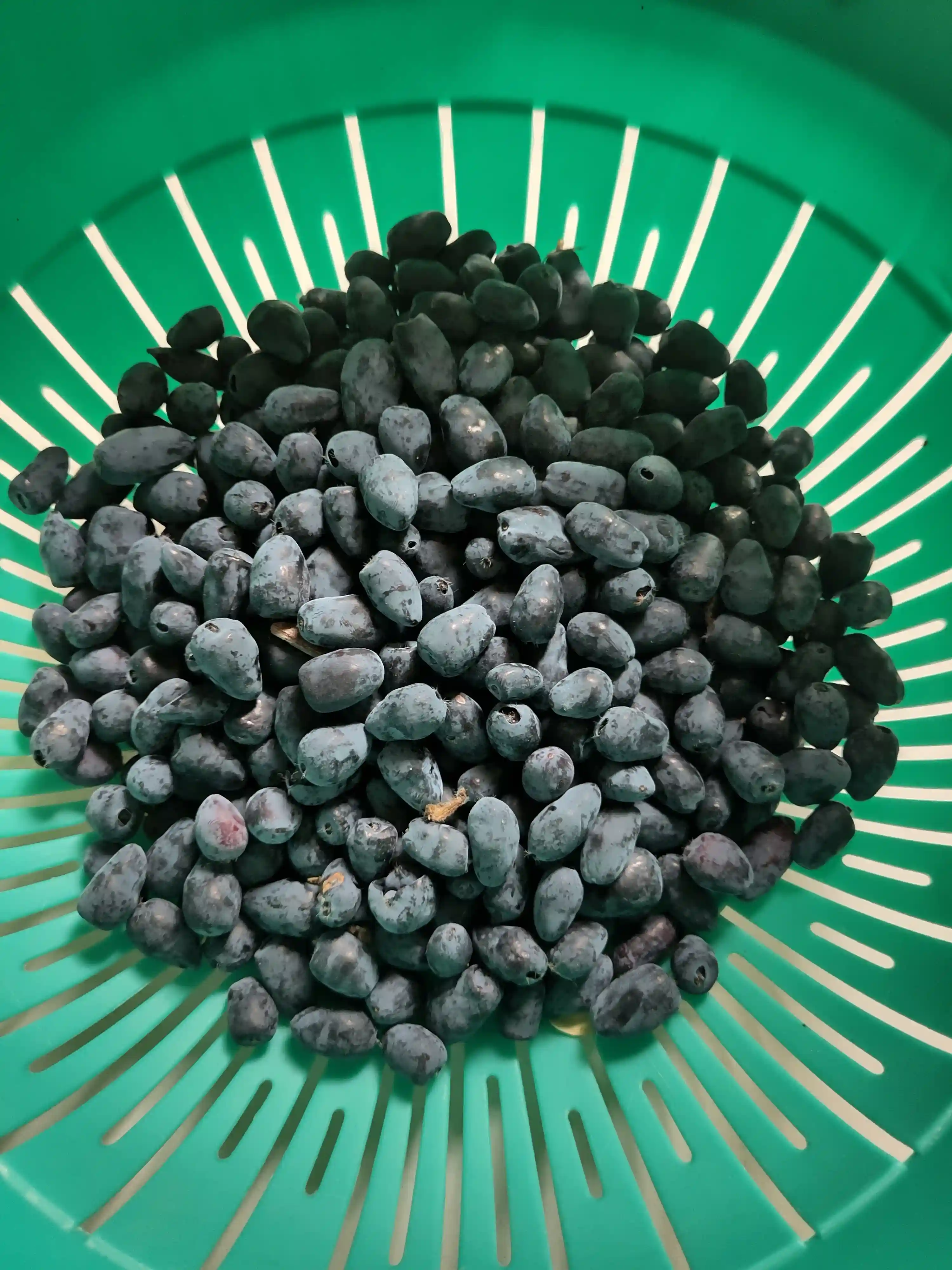 Honingbes oogst Honingbes oogst