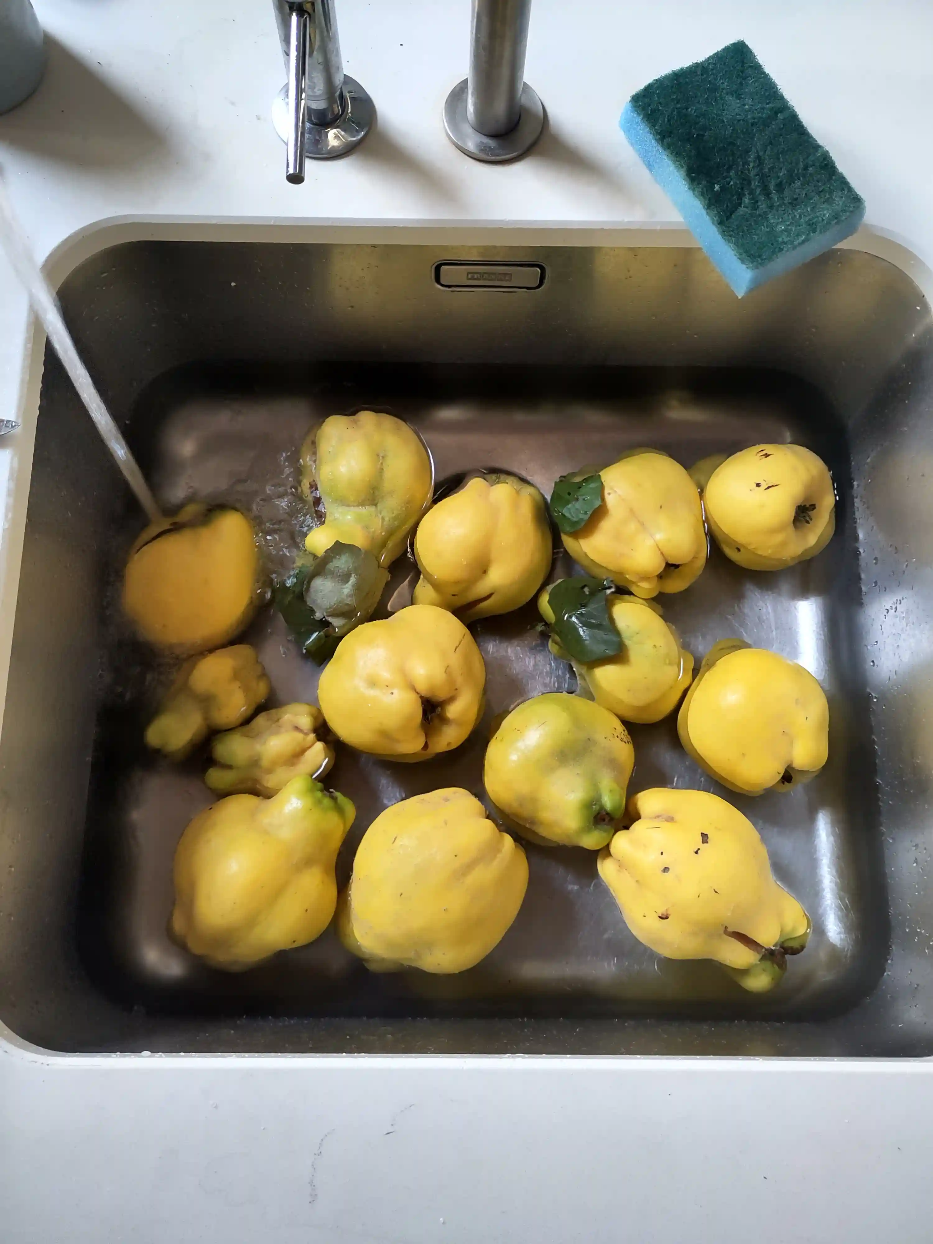 Kweepeer oogst Kweepeer oogst