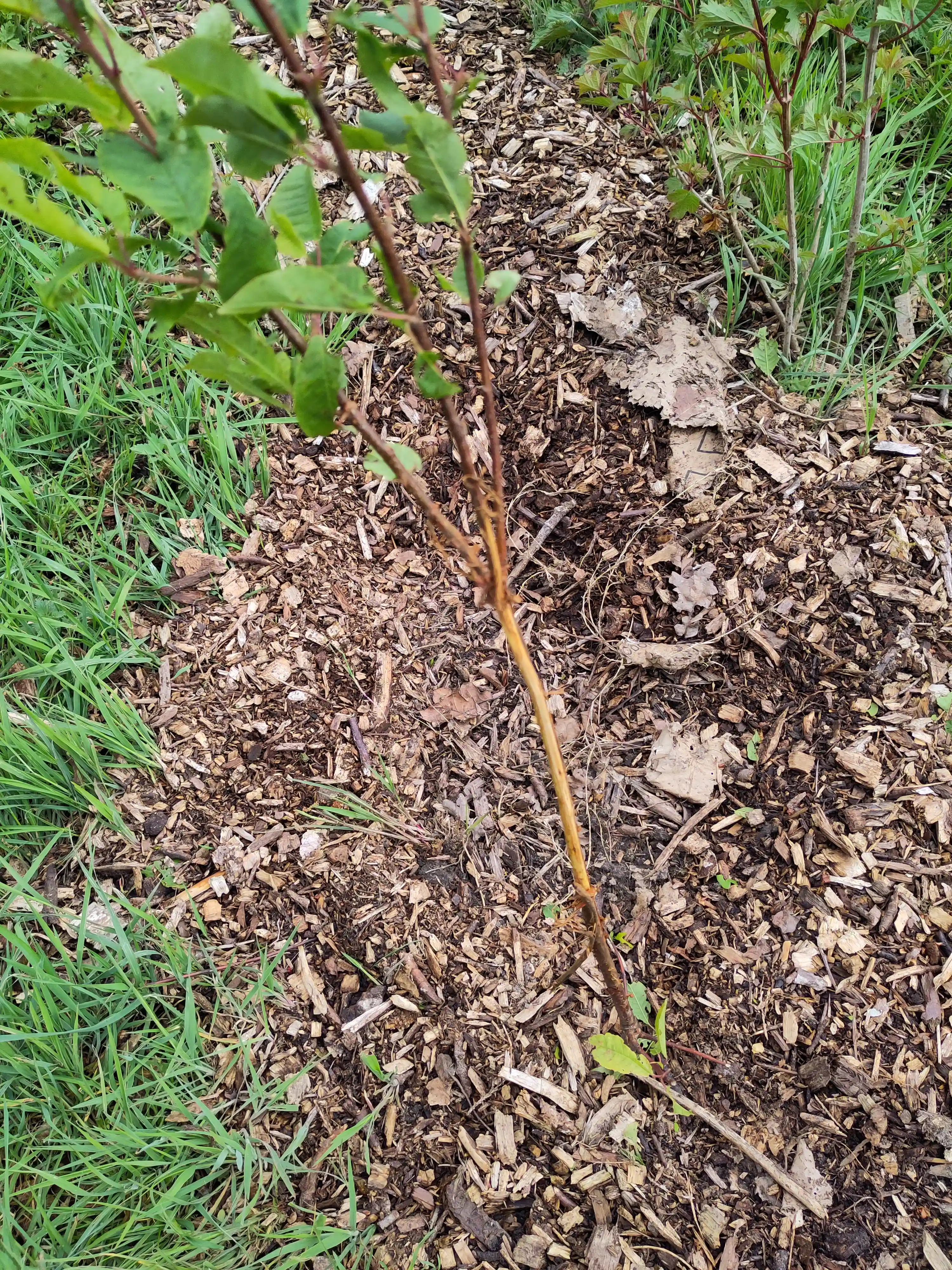 Schuurschade Schuurschade