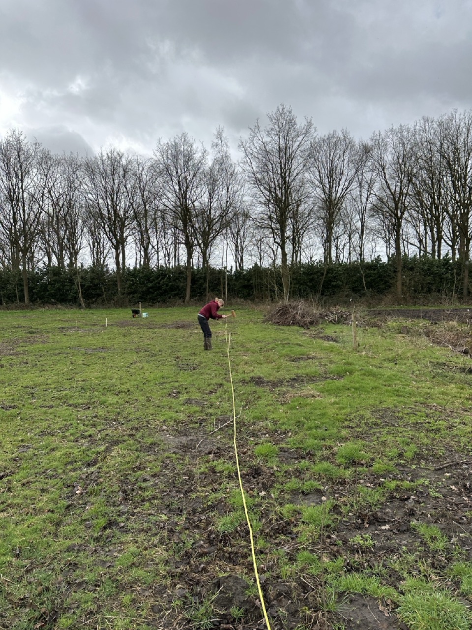 Uitpalen van de bomen Uitpalen van de bomen